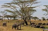 TANZANIA - Serengeti National Park - Elefanti - 06